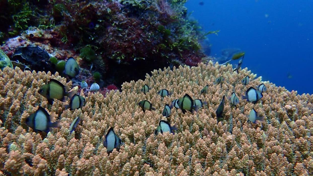 Wakatobi Patuno Diving And Beach Resort By Sahid Wanci Exterior photo