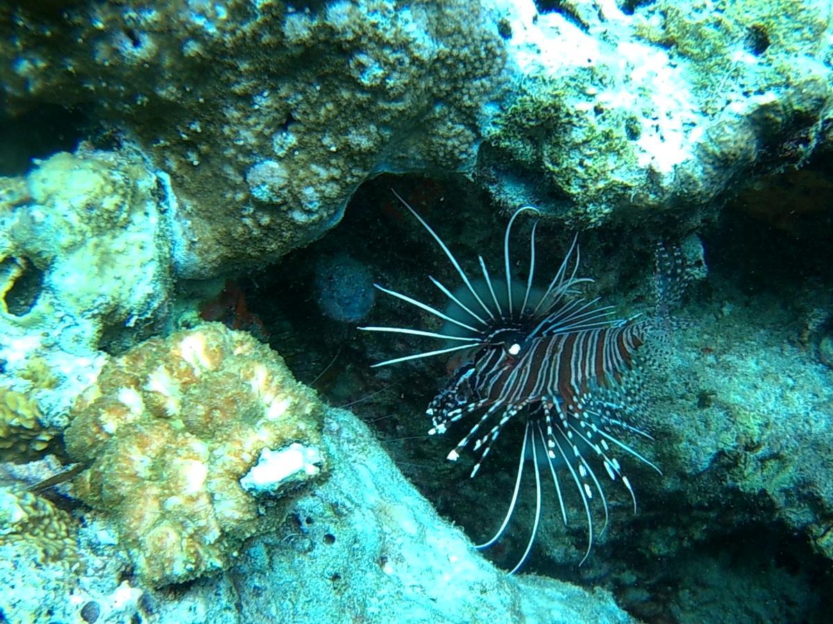 Wakatobi Patuno Diving And Beach Resort By Sahid Wanci Exterior photo